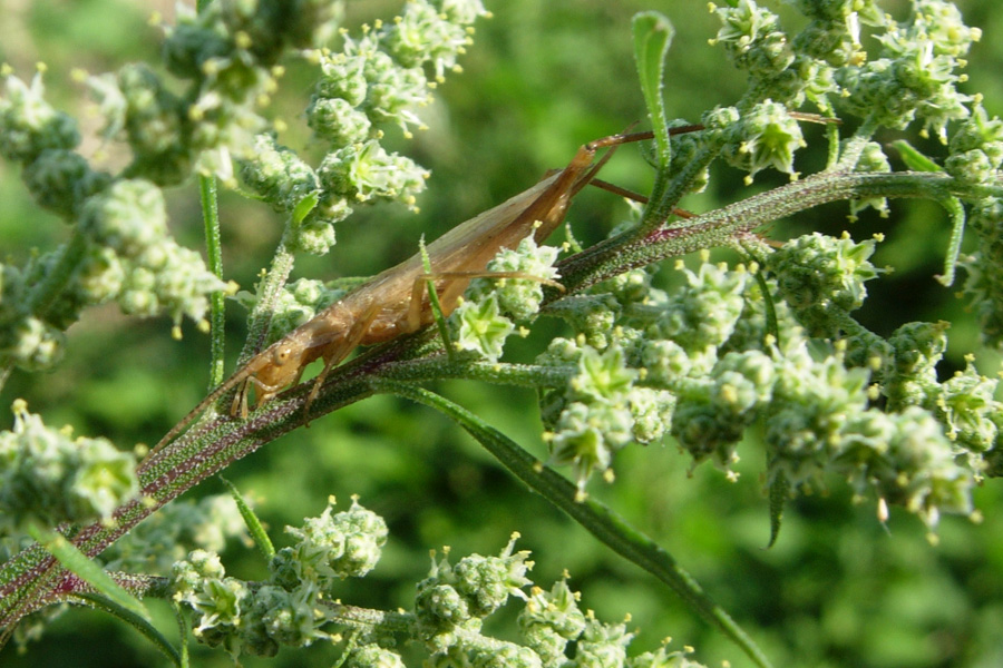 Oecanthus pellucens